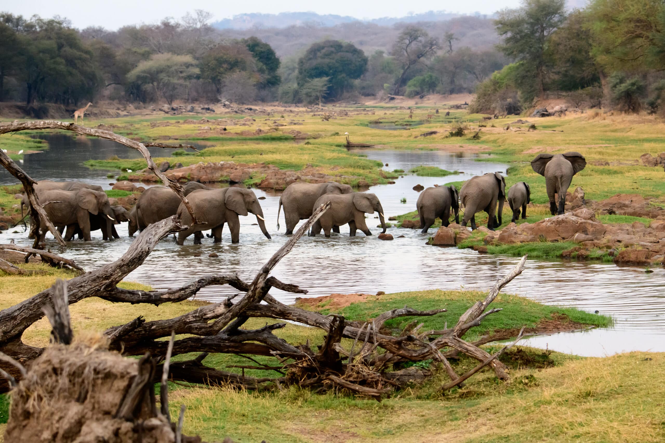 5-tägige Ruaha Fly-In-Safari