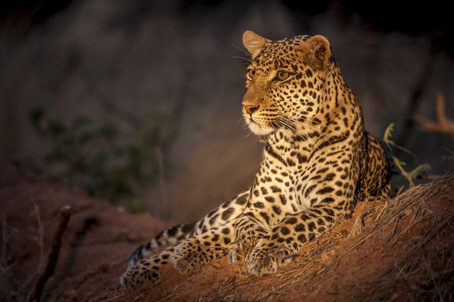 7-Tage Ruaha & Fanjove Island — Raubtier-Hauptstadt zur privaten Koralleninsel