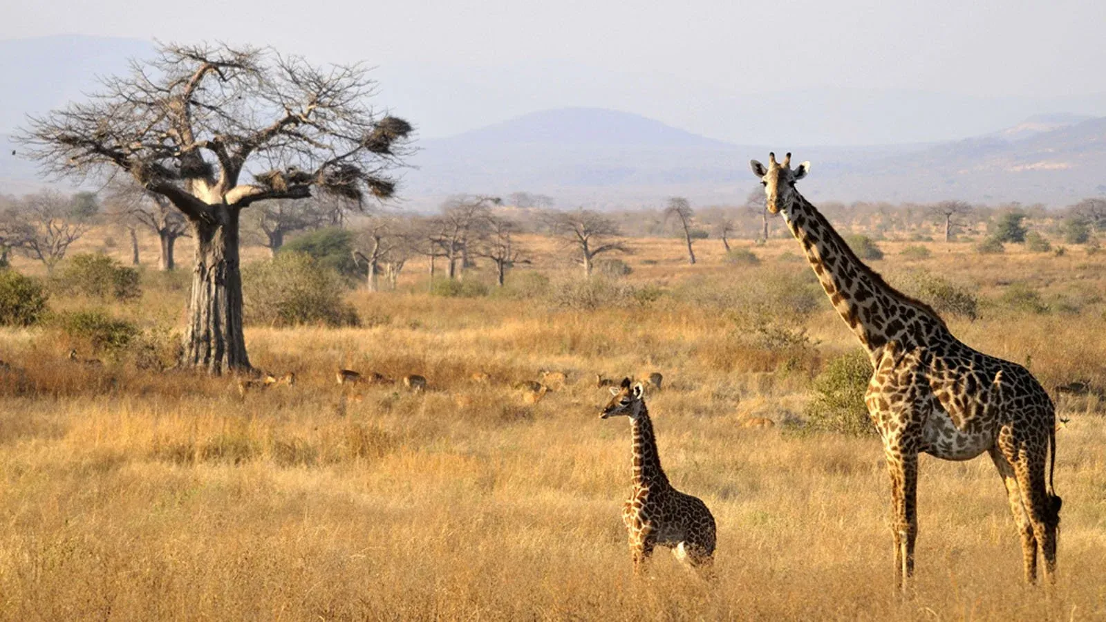 5 Tage Udzungwa & Ruaha — Wanderfokussierte Safari im Süden