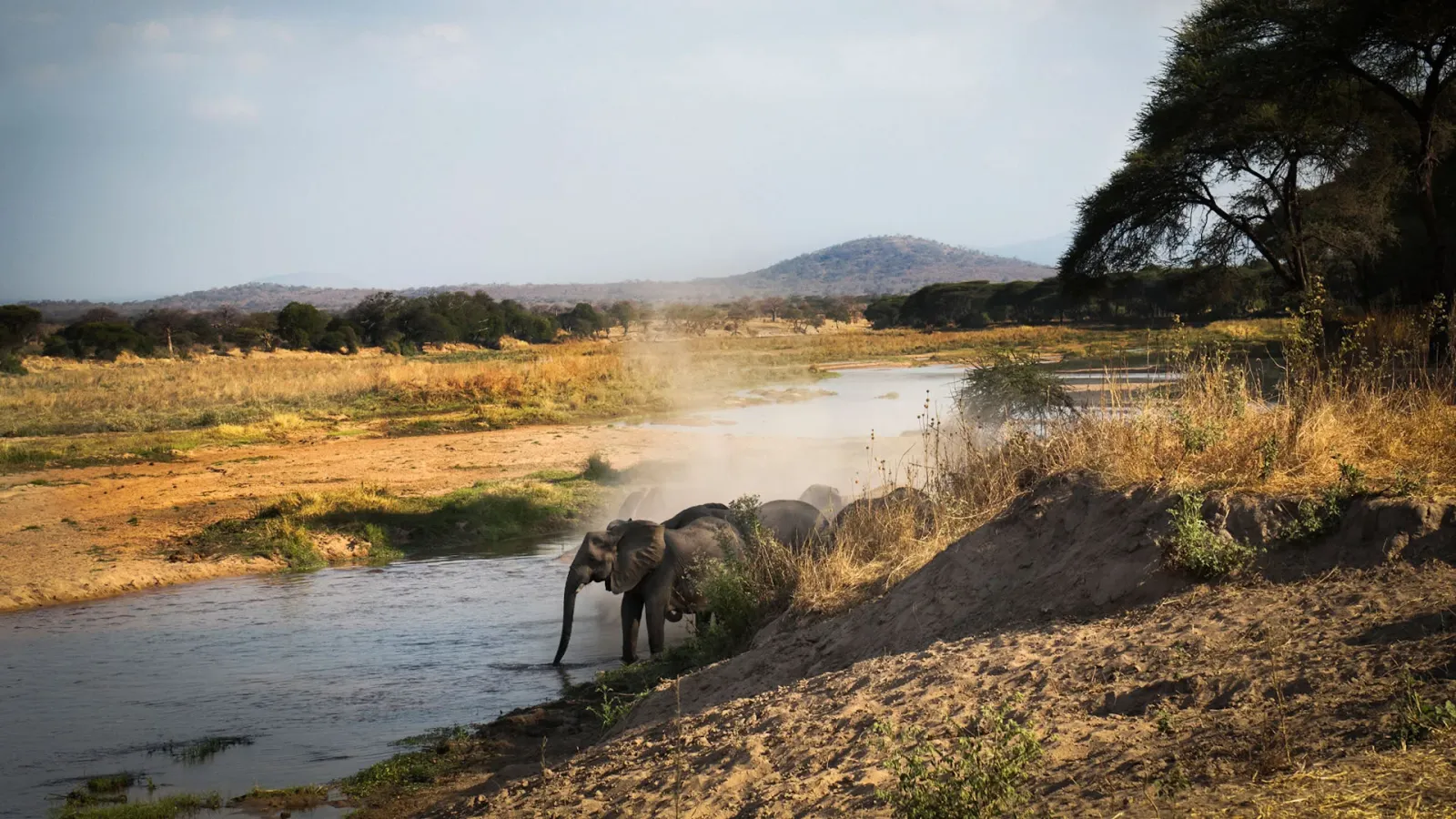 5-tägige Express-Safari durch Mikumi, Udzungwa & Ruaha