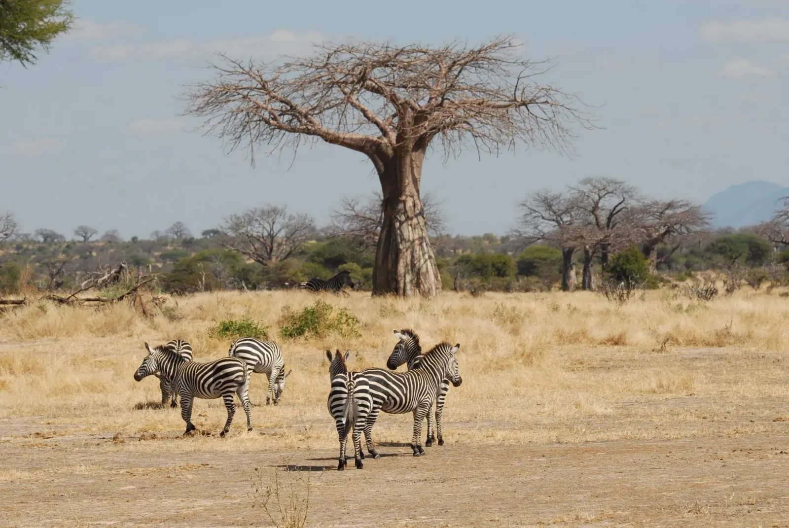 Safari di 8 Giorni: Circuito del Sud Nyerere & Ruaha
