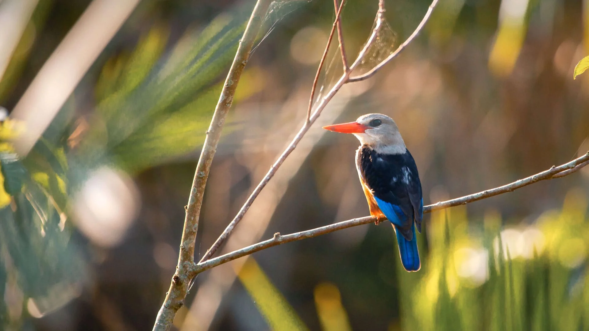 Rubondo Island National Park — 2