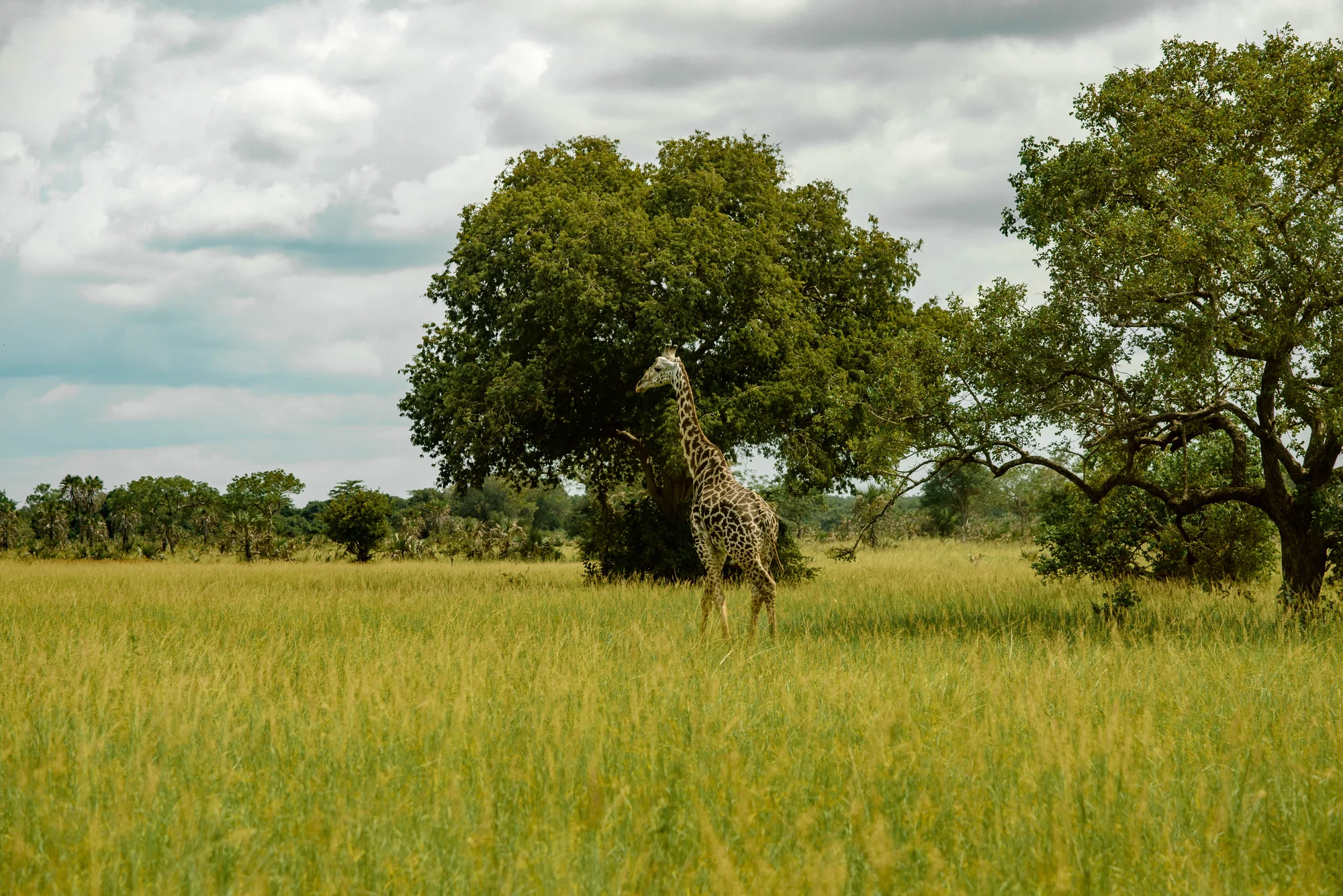 Saadani National Park
