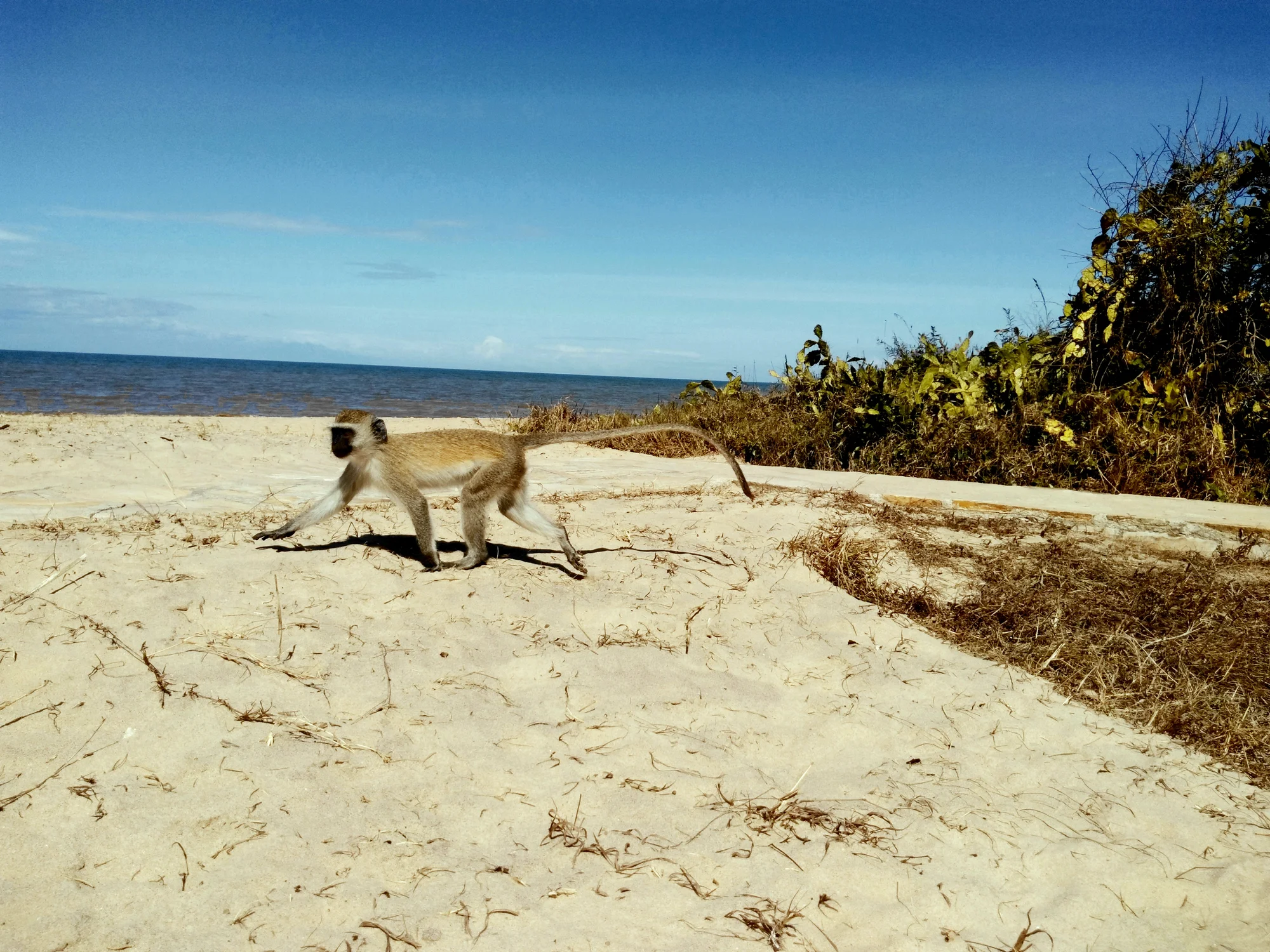 1-tägiger Saadani-Safari-Tagesausflug ab Dar es Salaam
