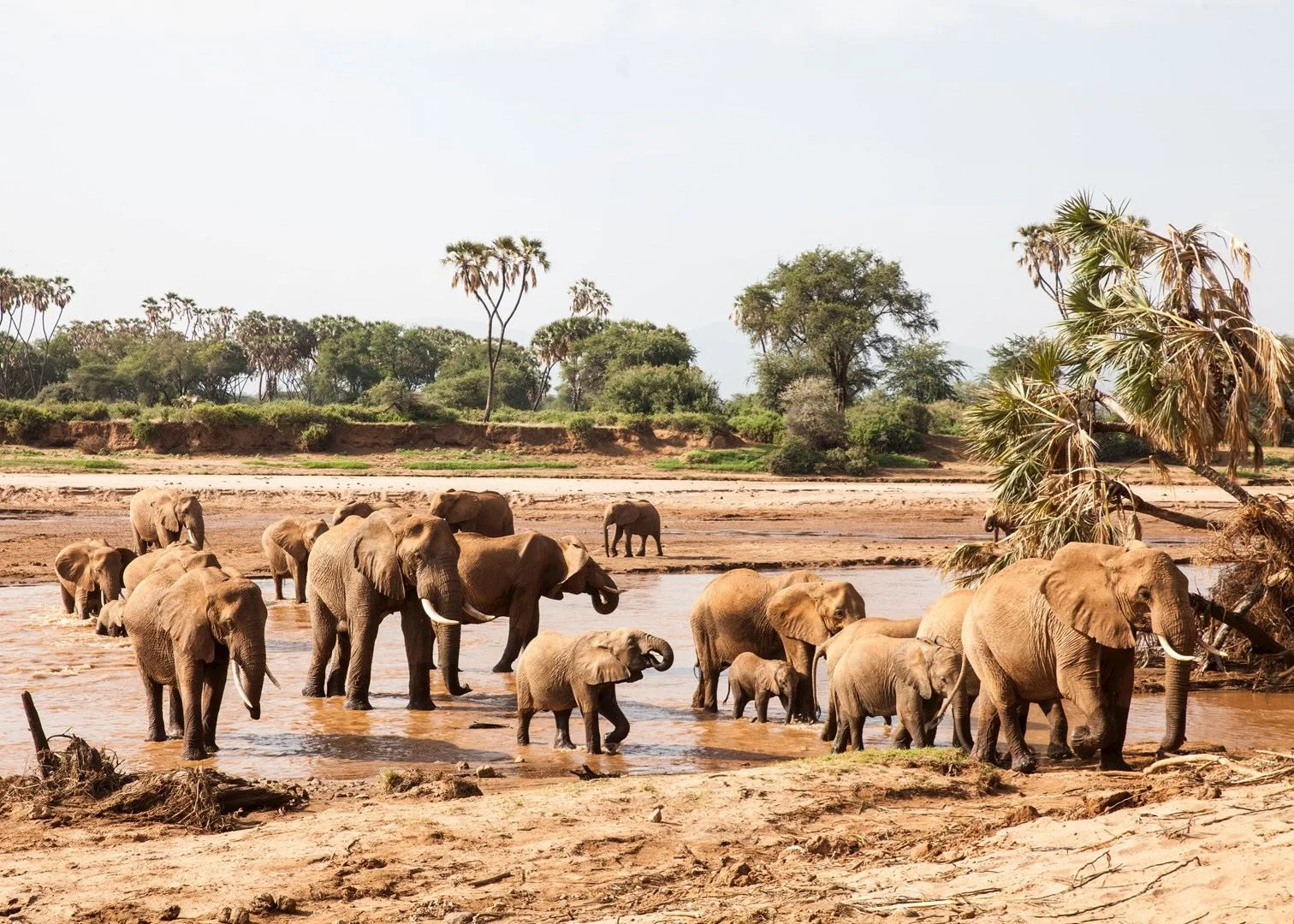 3-tägige Samburu-Safari: Kenias Special Five