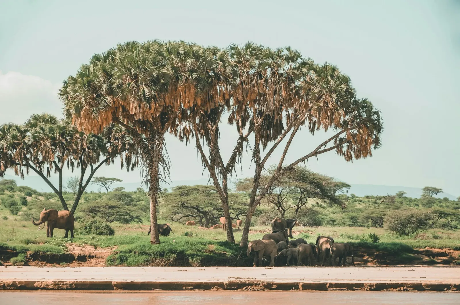 4-tägige Samburu- & Meru-Safari — Special Five Nordkenias