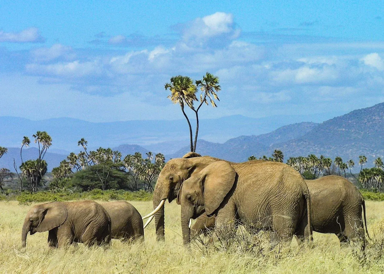 5-tägige Samburu Himmels-Safari — Sternenbeobachtung & Special Five