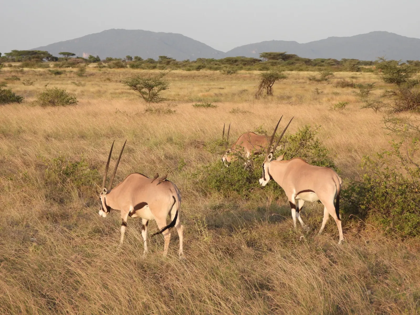 5-tägige Laikipia- & Samburu-Safari: Nashörner, Schimpansen und die Special Five