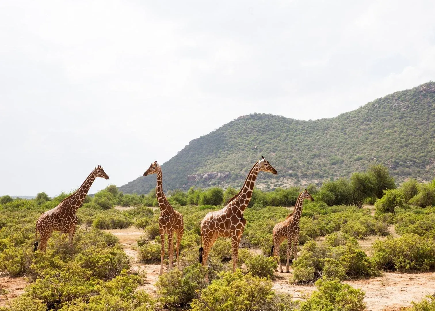 8 Tage Samburu, Mount Kenya, Nakuru & Masai Mara Safari