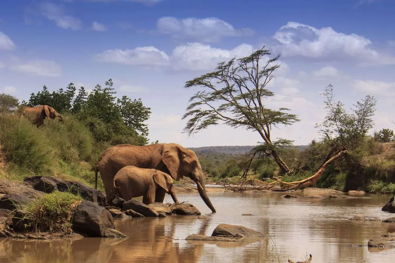 4-tägige Samburu- & Ol-Pejeta-Safari — Nordkenias Naturschutz-Duo