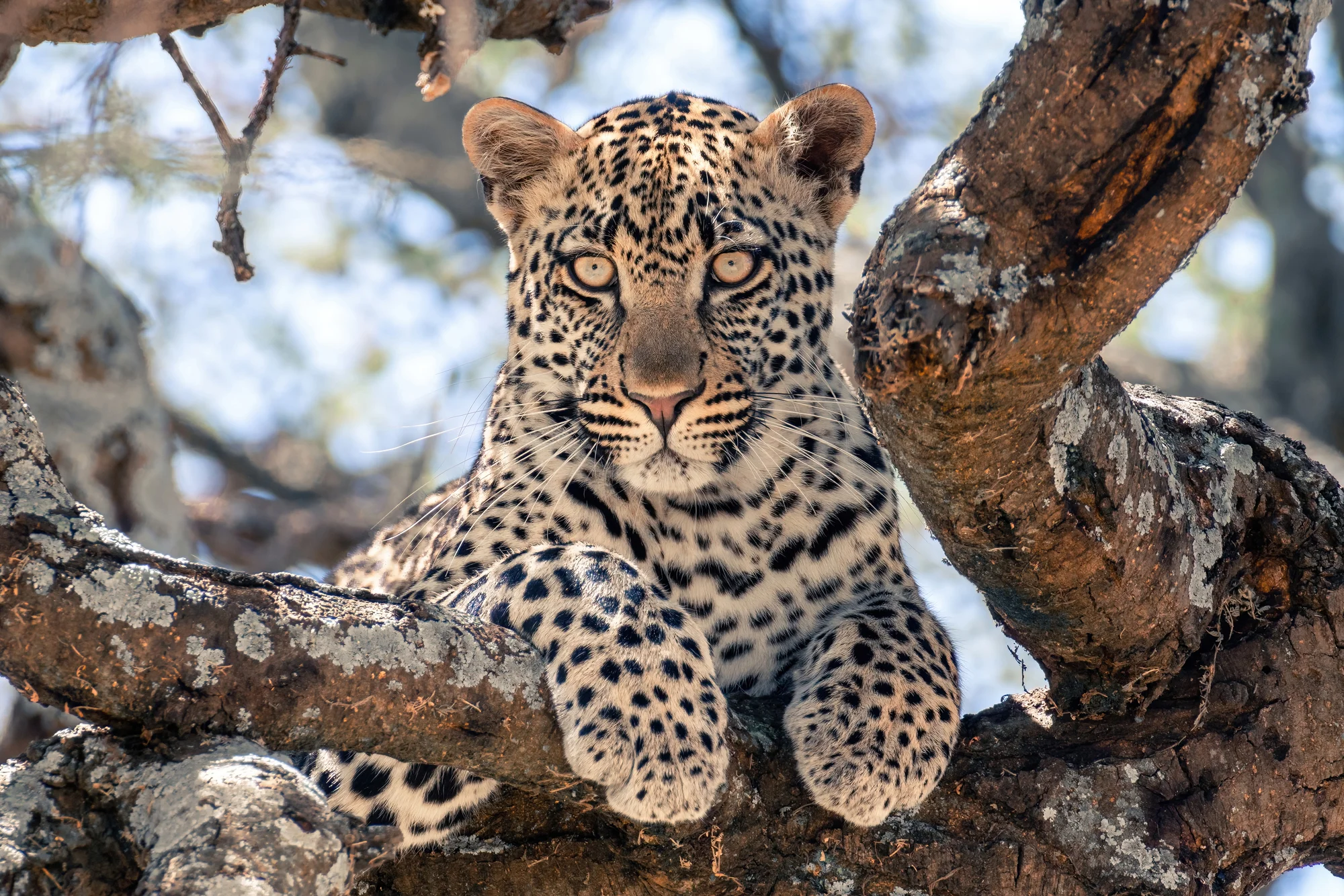 Safari in Kenya and Tanzania