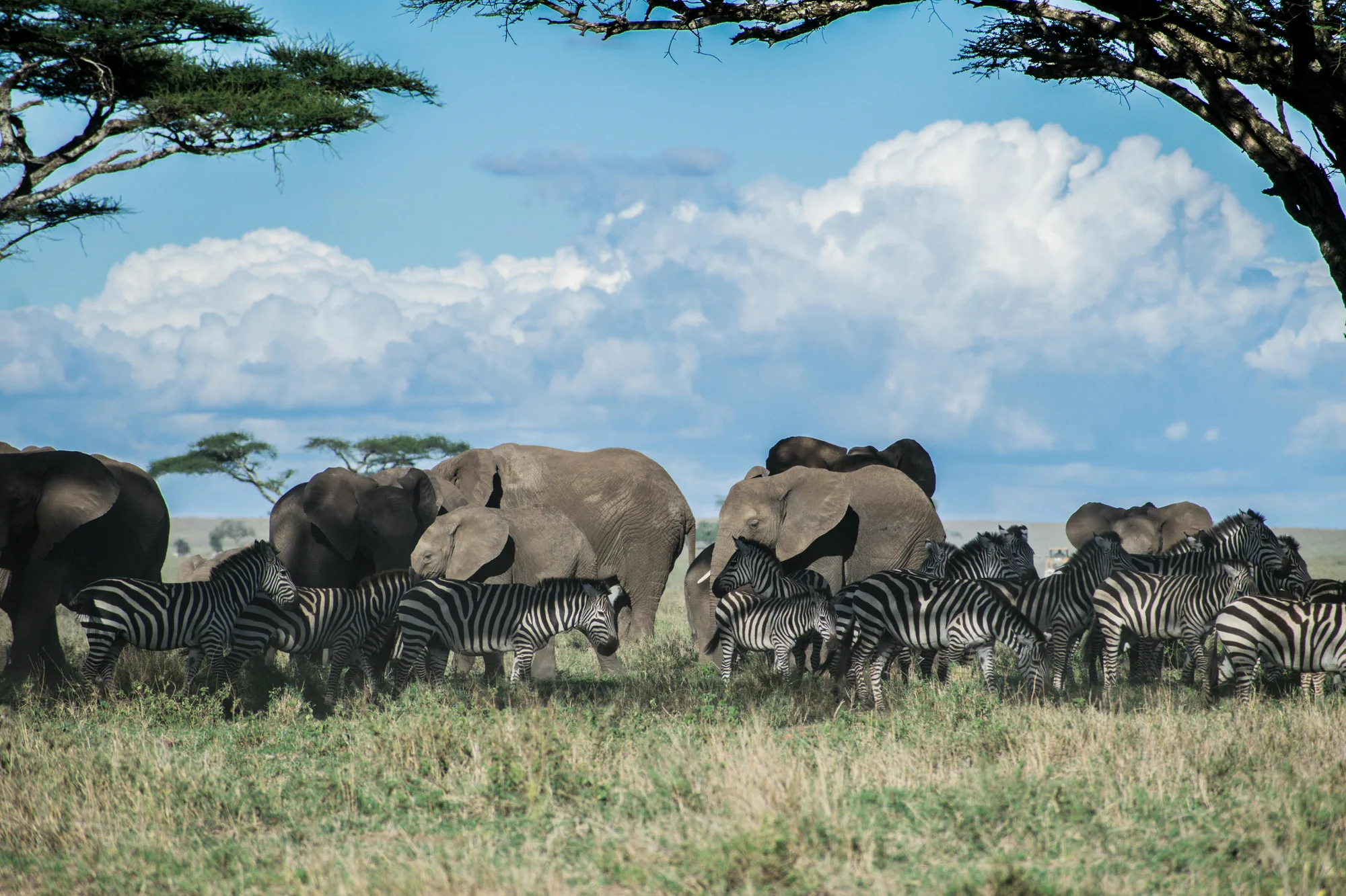 Gran Final de 3 Días: Serengeti y Cráter del Ngorongoro