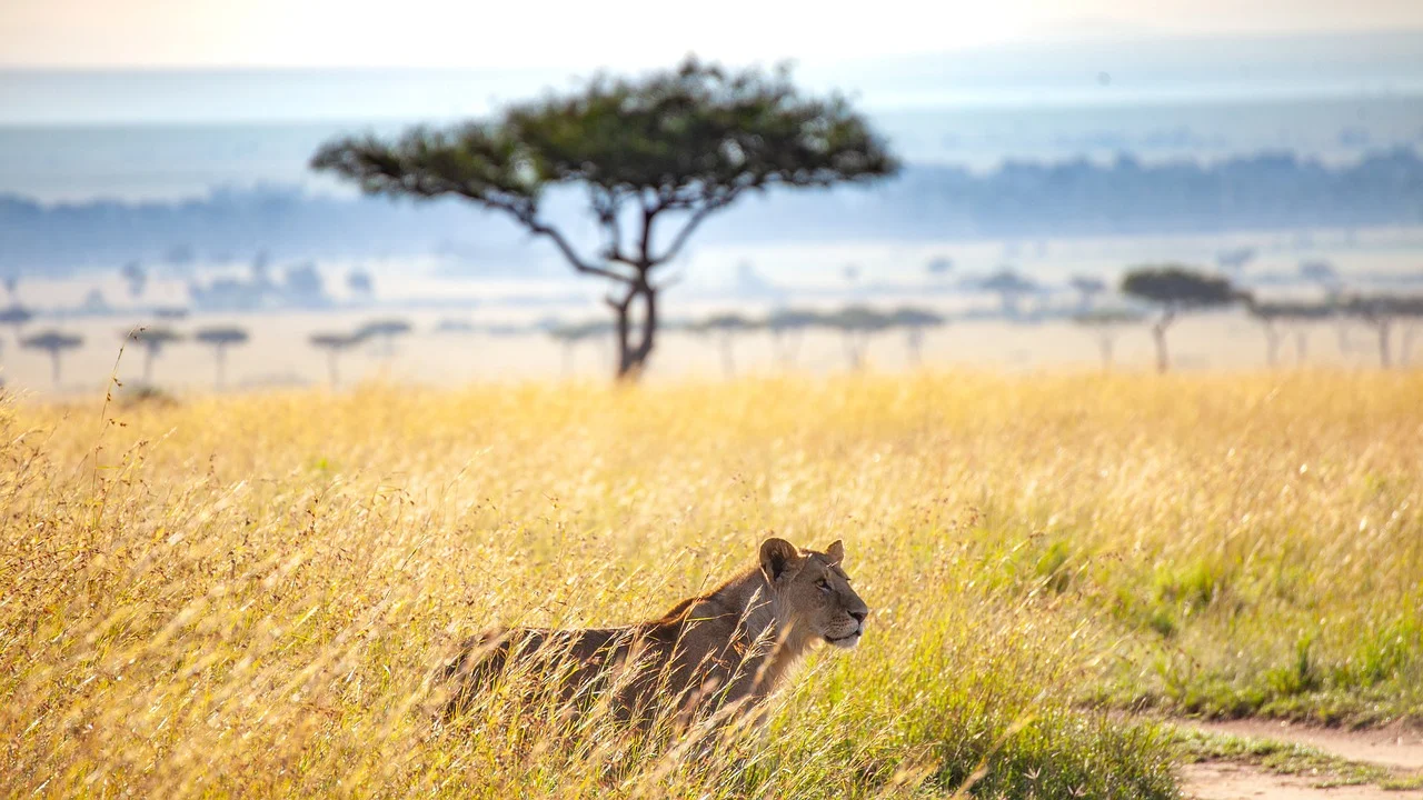 Serengeti y Ngorongoro Express de 4 Días