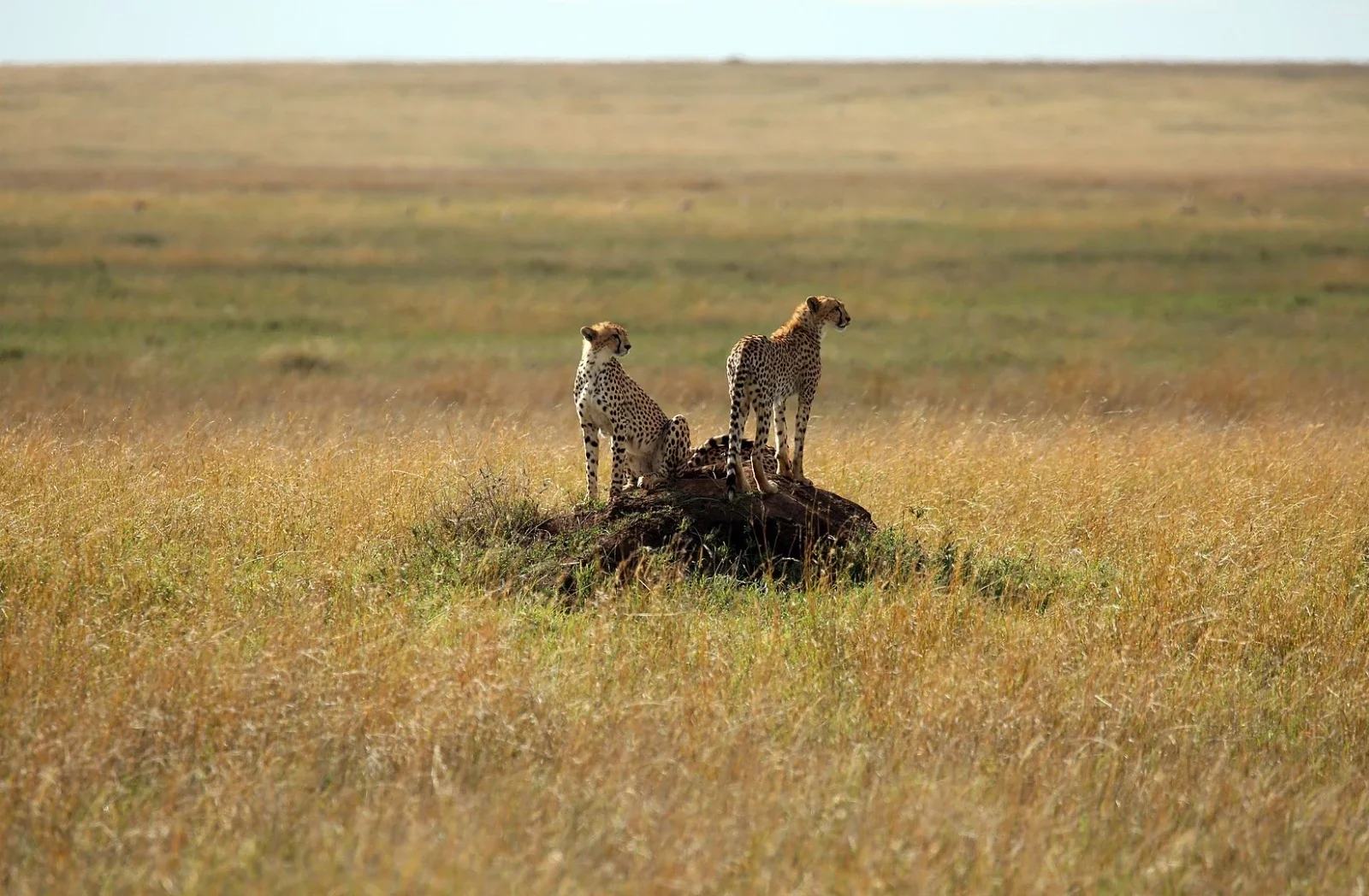 9-tägiger erweiterter Nördlicher Circuit: Silale Swamp & Multi-Zonen-Serengeti
