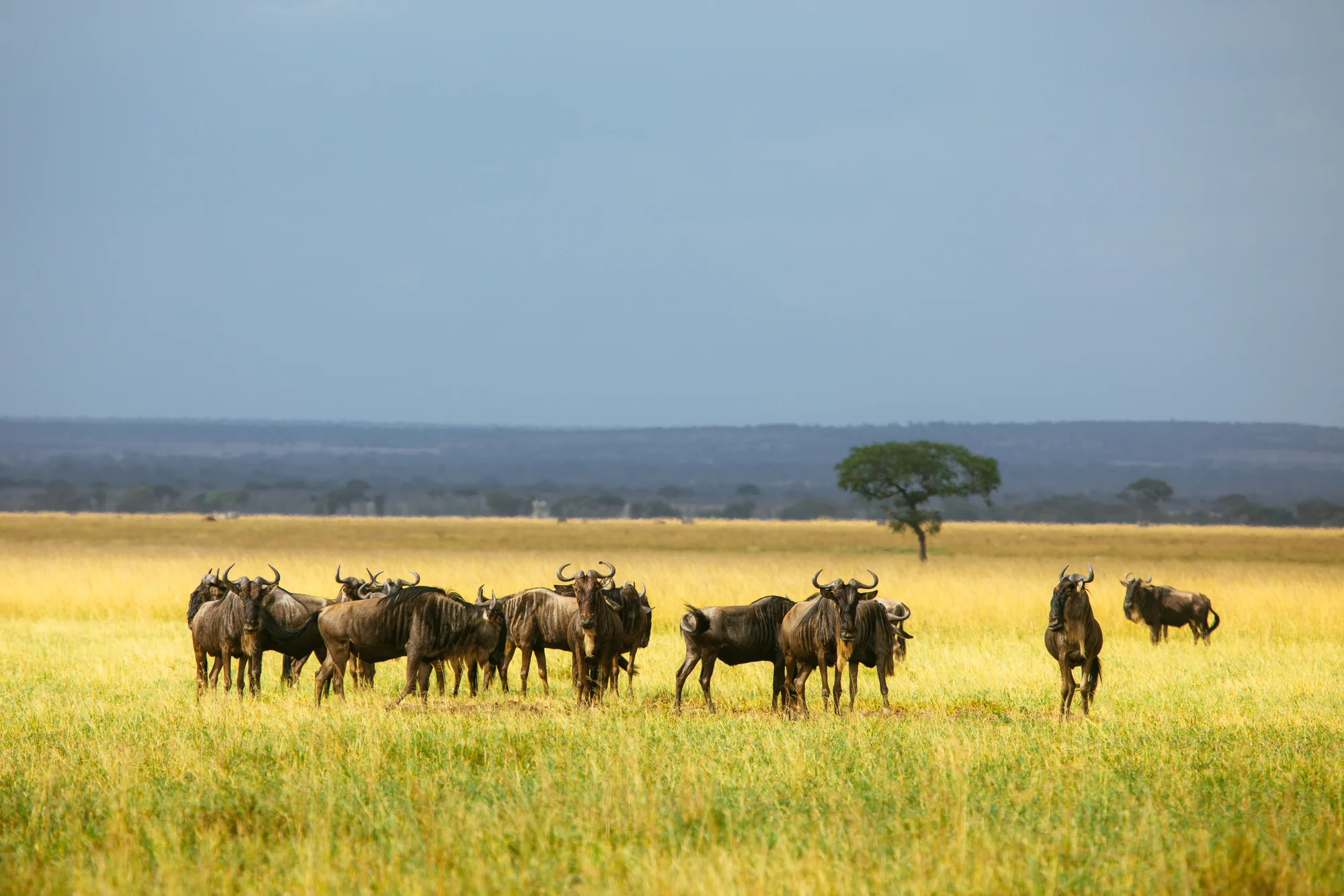 Safari di 9 Giorni: la Bellezza del Nord della Tanzania