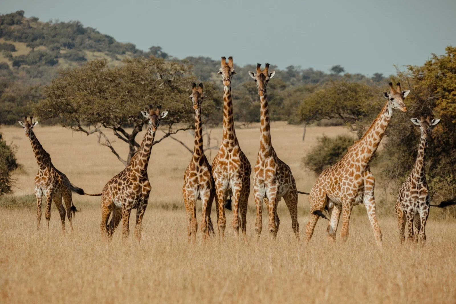 3-tägiger Serengeti-Fly-In-Aufenthalt – Pure Serengeti