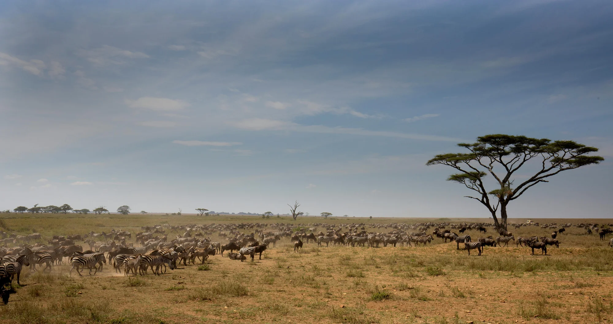 Soggiorno Fly-In di 4 Giorni nel Serengeti