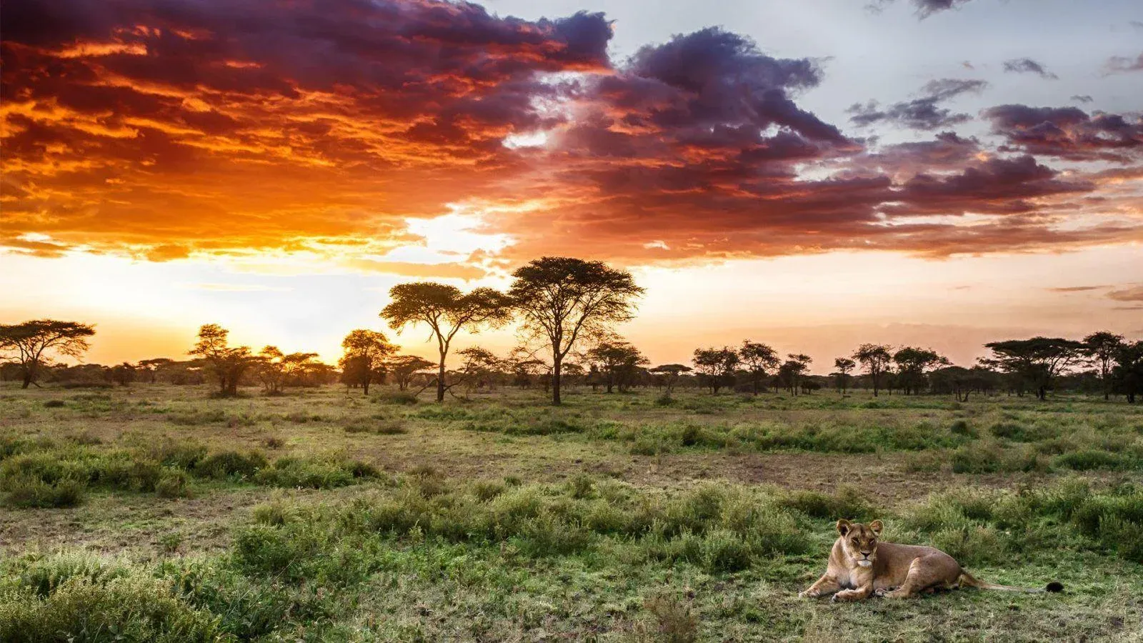 Safari di 6 Giorni nel Circuito Settentrionale (2 Notti Serengeti)