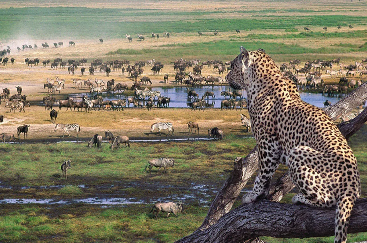 Escapada Económica de 3 Días al Serengeti