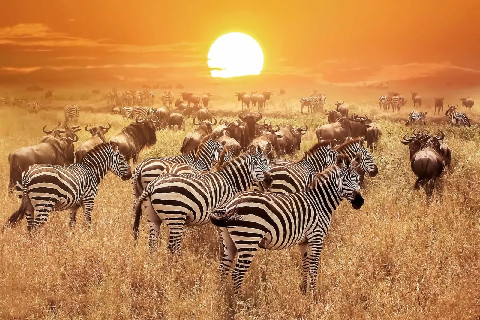 Safari di 7 Giorni: Serengeti del Nord in Stagione Verde