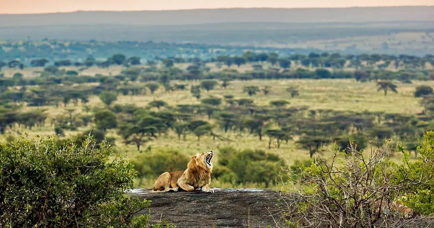 4-tägige Tarangire- & Serengeti-Safari (ohne Ngorongoro)