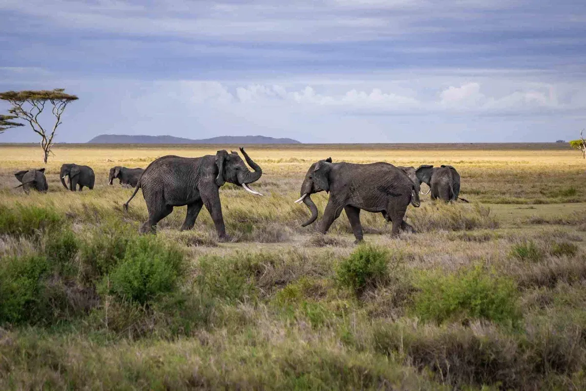 6-Day Northern Circuit Safari (Crater Finale)