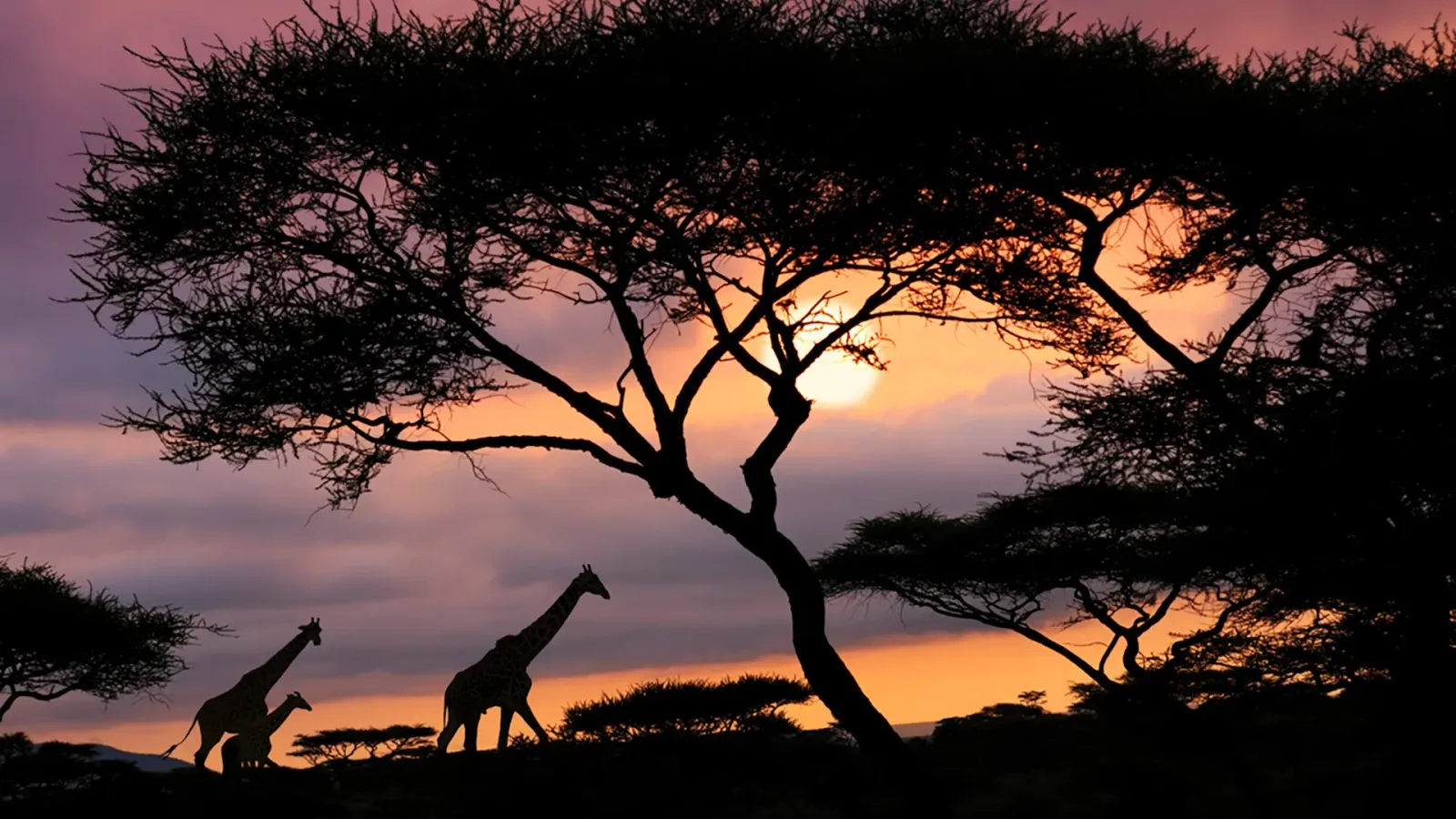 Soggiorno Fly-In di 5 Giorni nel Serengeti — Due Zone, Quattro Albe