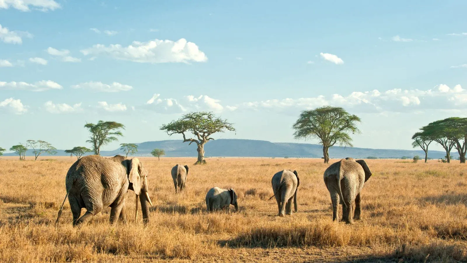 Safari di 5 Giorni Tarangire, Serengeti e Gran Finale al Cratere