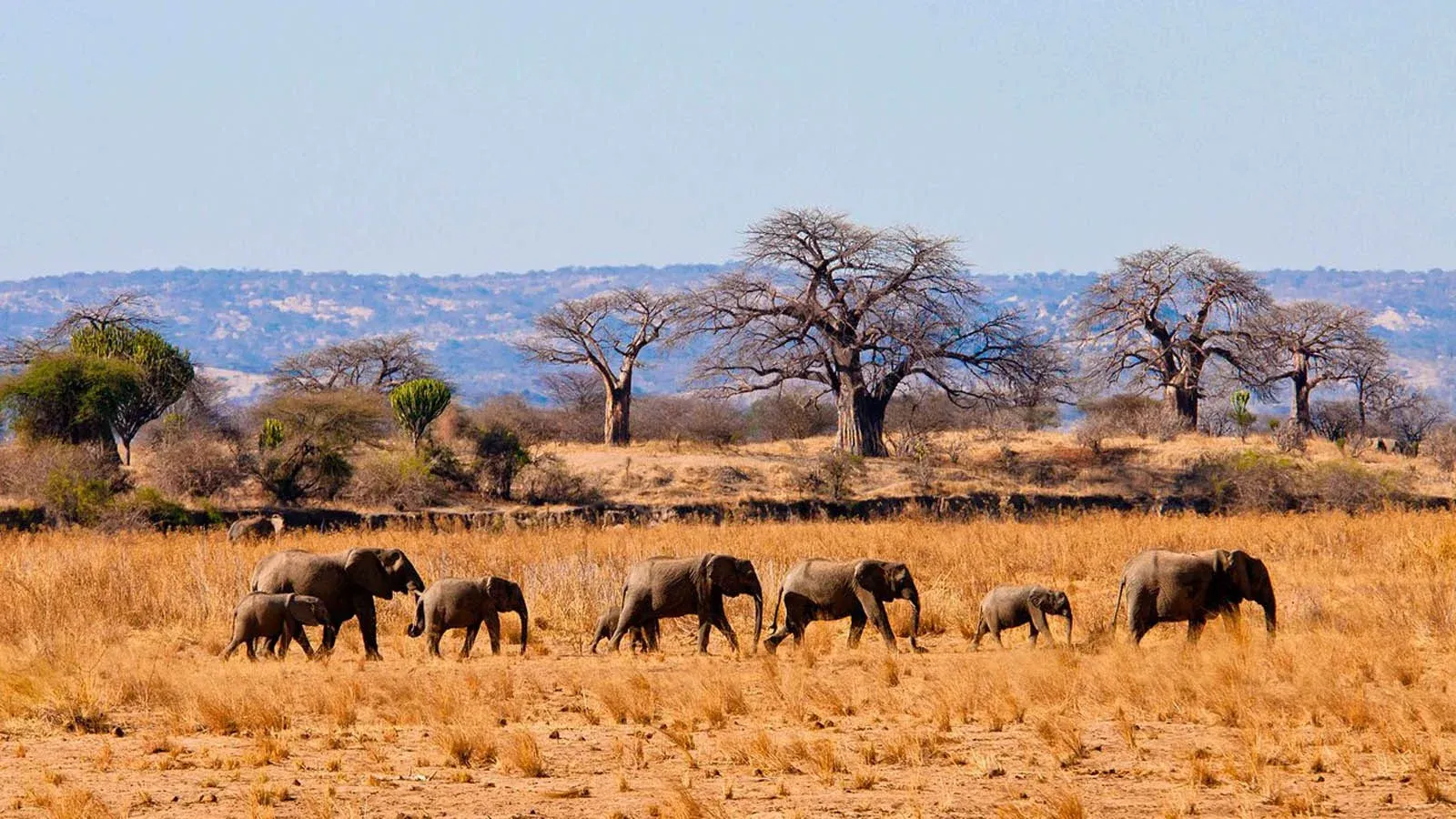 Safari di 4 Giorni ad Arusha NP, Tarangire e Ngorongoro