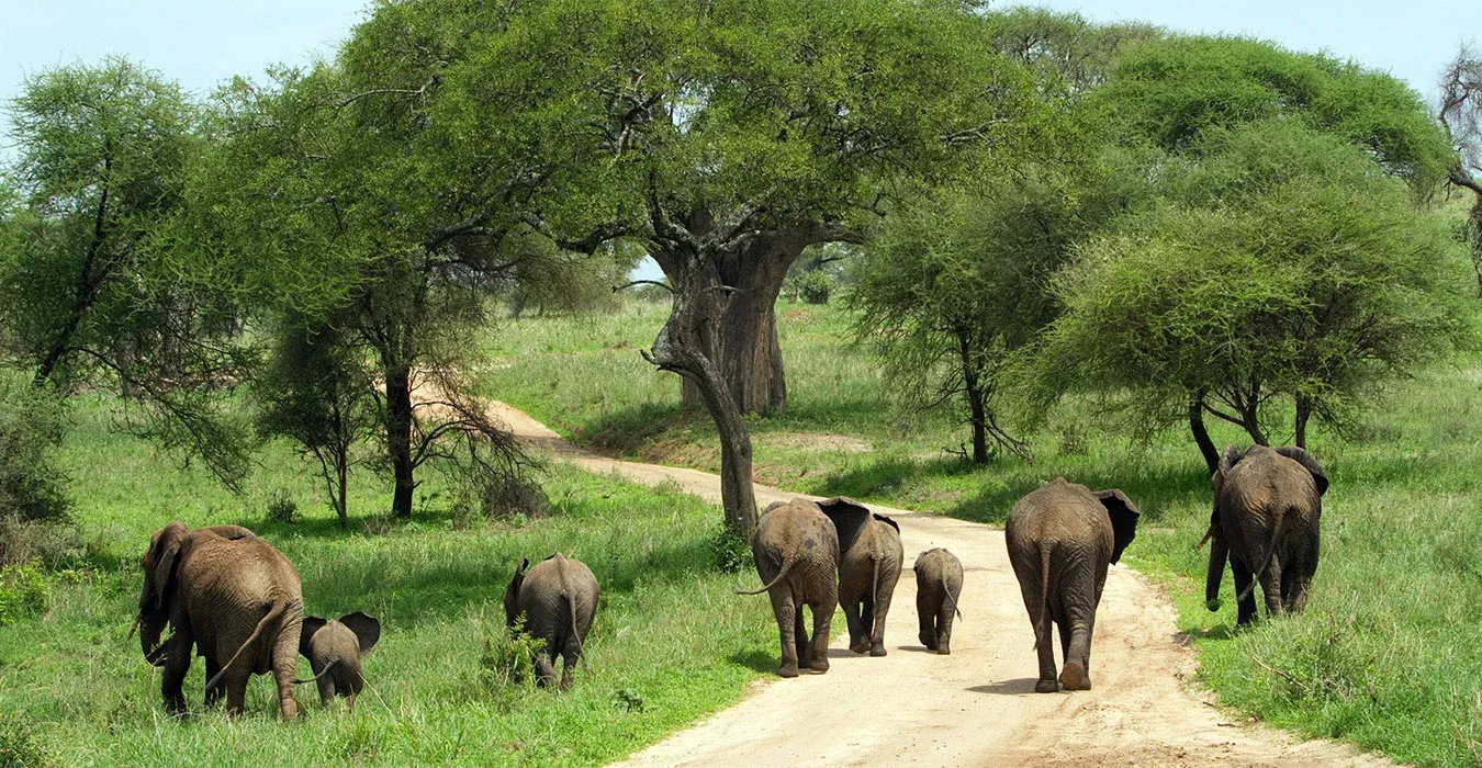 Safari Tarangire & Ngorongoro di 4 Giorni (2 Notti a Tarangire)
