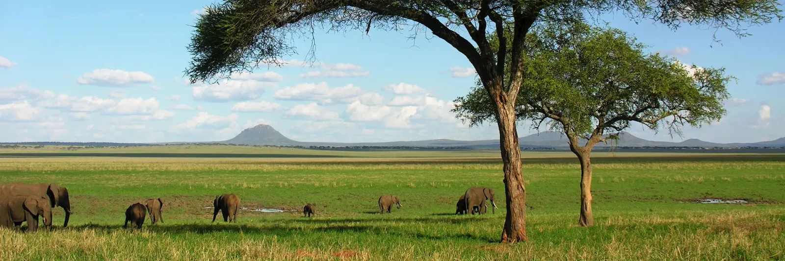 Entspannte 4-Tage-Safari: Tarangire, Manyara & Ngorongoro