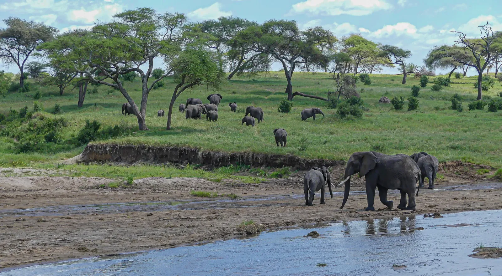 Safari di 5 Giorni: Immersione Profonda a Tarangire e Serengeti