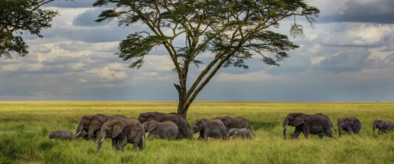 Safari Tarangire Profondo di 4 Giorni (3 Notti all'Interno del Parco)