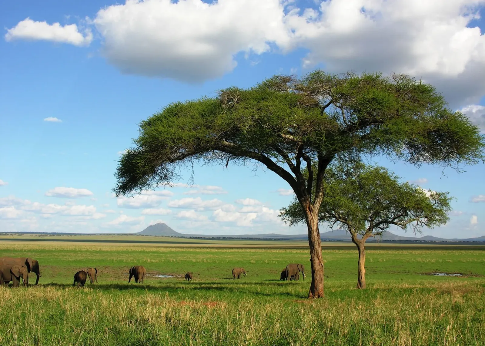 2-tägige Tarangire- & Lake-Manyara-Safari