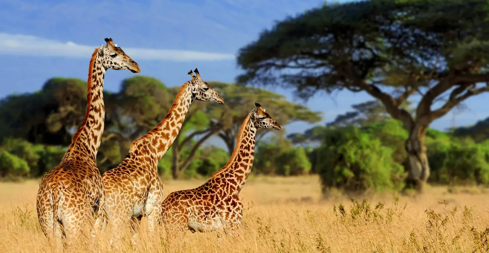 Safari de 3 Días: Tarangire, Manyara y Ngorongoro