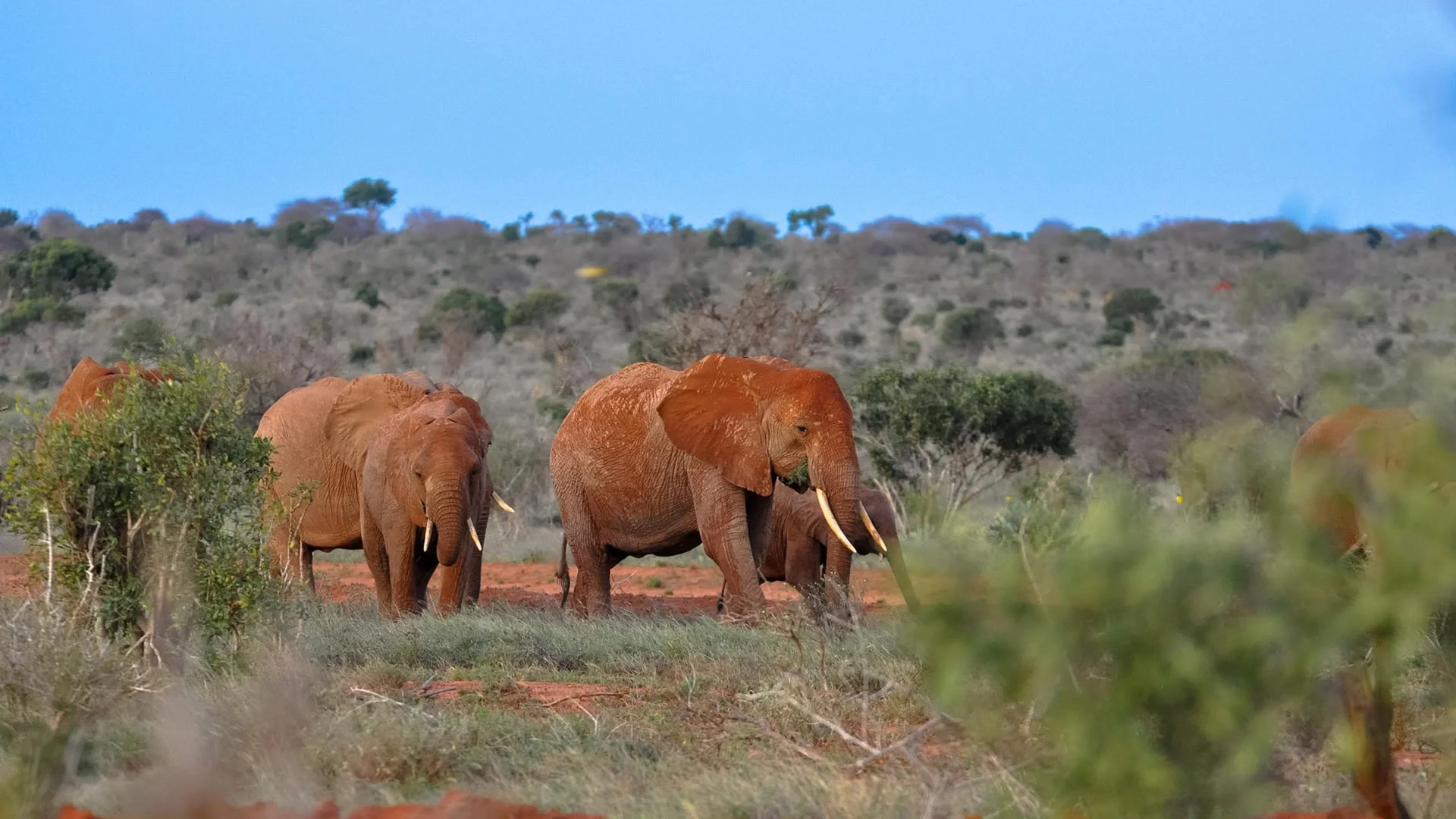 Safari di 4 Giorni a Tsavo East, Tsavo West e Amboseli