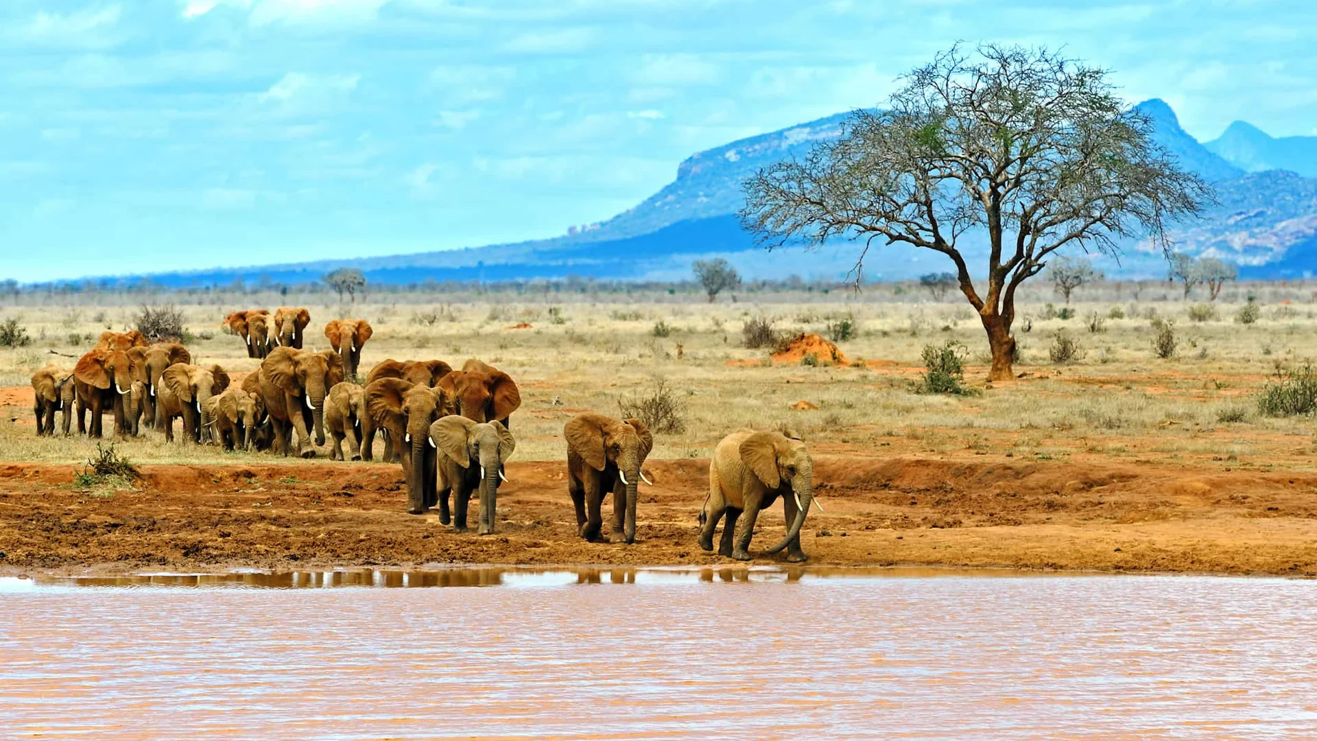 Safari de 7 Días por Tsavo East, Amboseli y Masai Mara