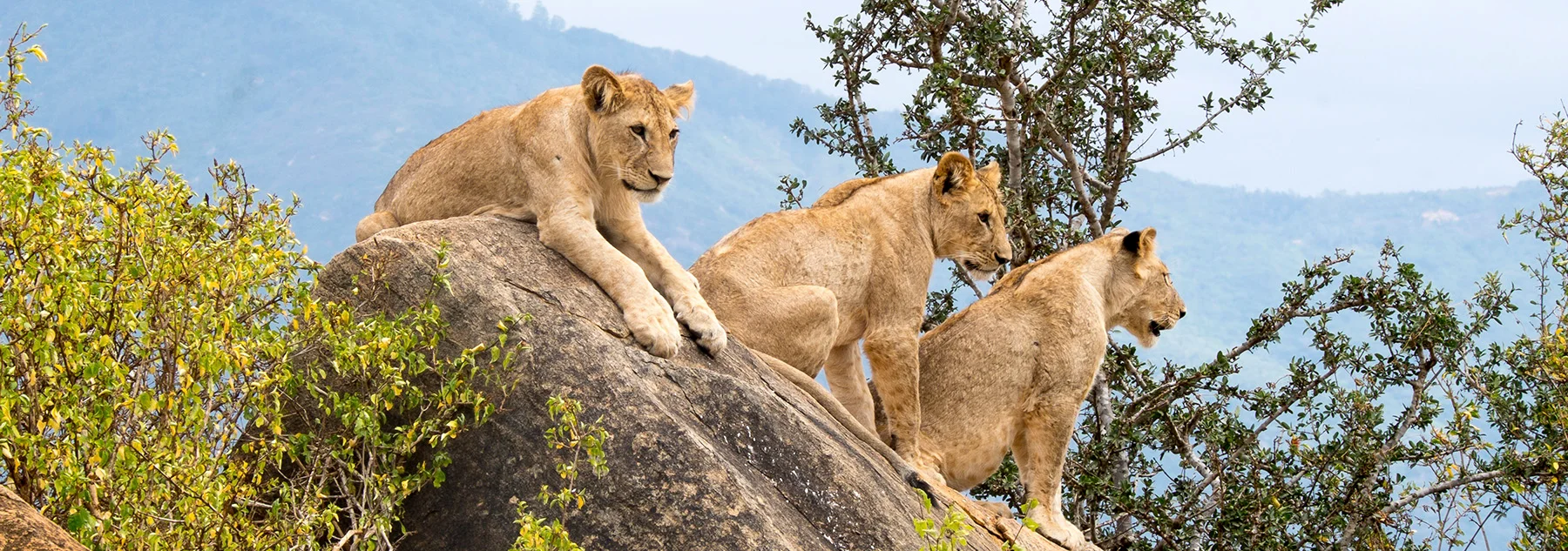 3-Tage-Safari im Tsavo East — Land der roten Elefanten