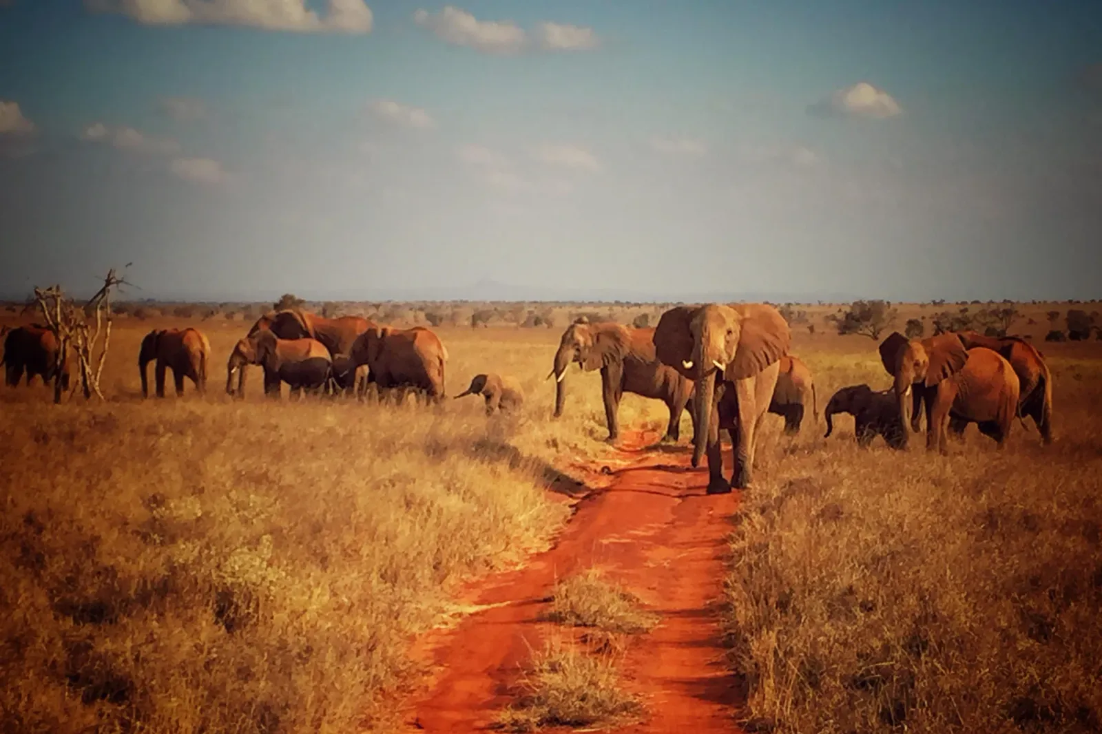 7-tägige Safari durch Amboseli, Tsavo West & Tsavo East