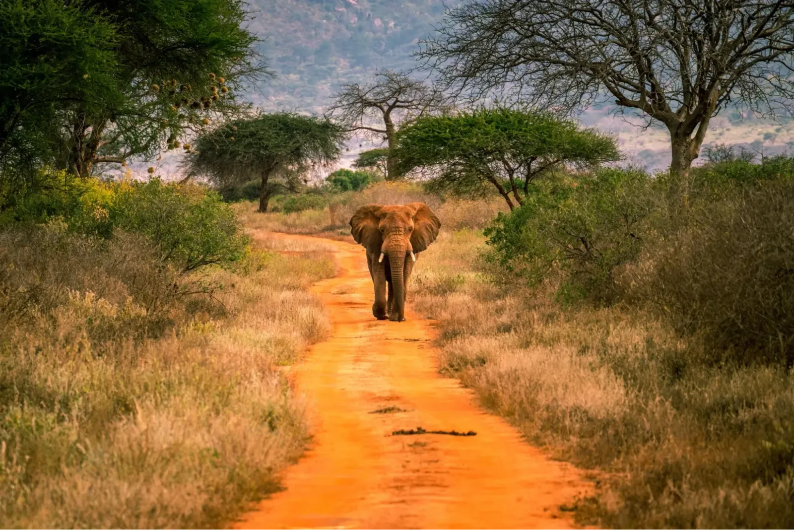 Safari de 5 días por Amboseli y Tsavo East: de los elefantes del Kilimanjaro a los gigantes de polvo rojo