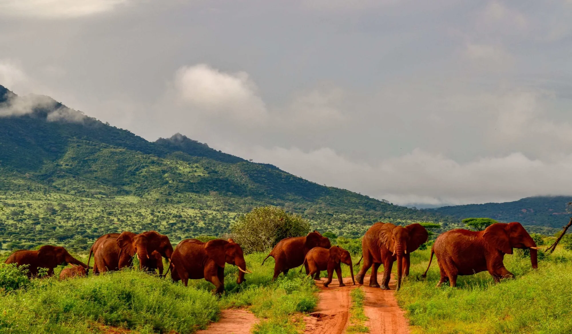 Safari di Lusso di 4 Giorni: Tsavo West & Amboseli