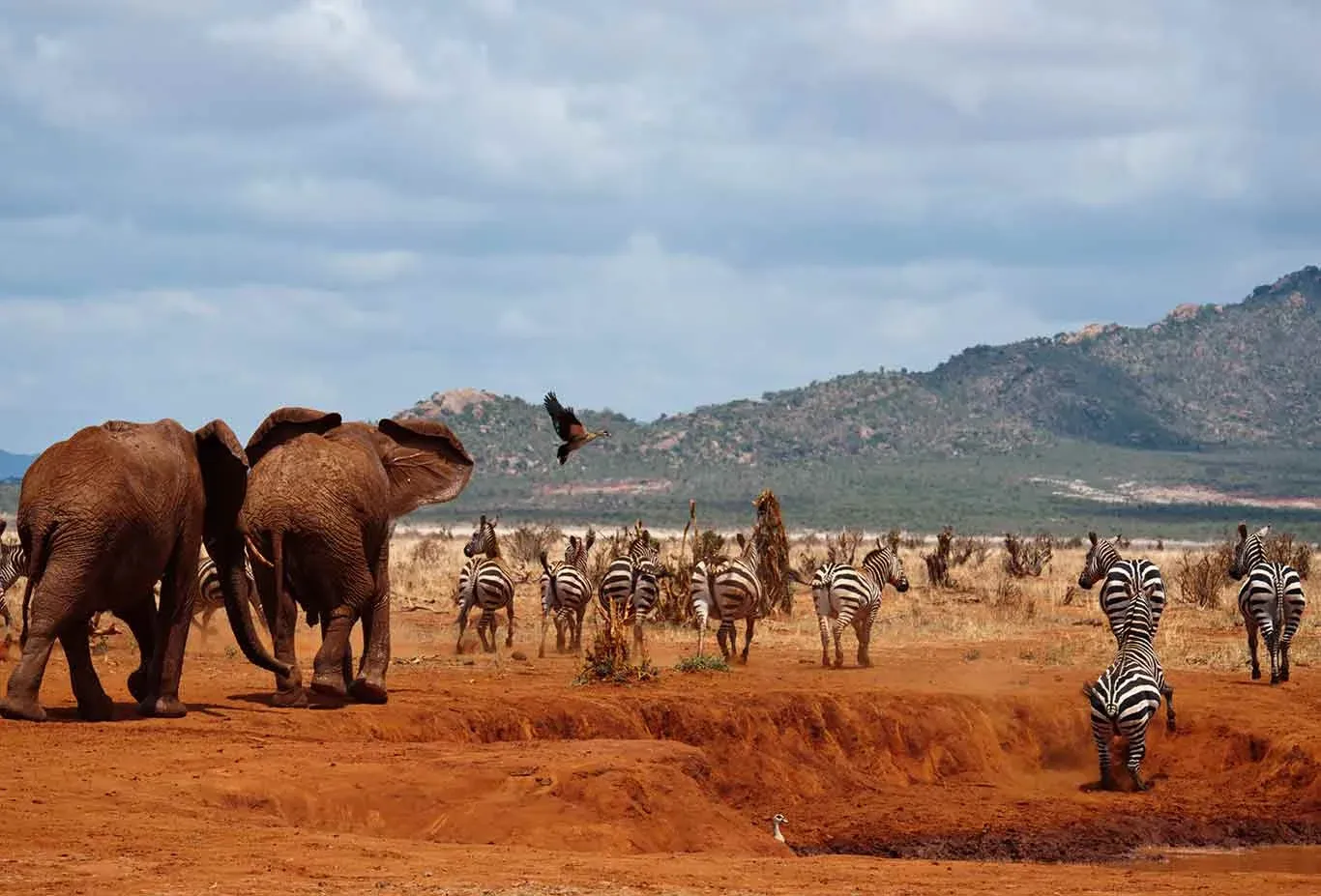 3-Tage-Safari im Tsavo West ab Nairobi
