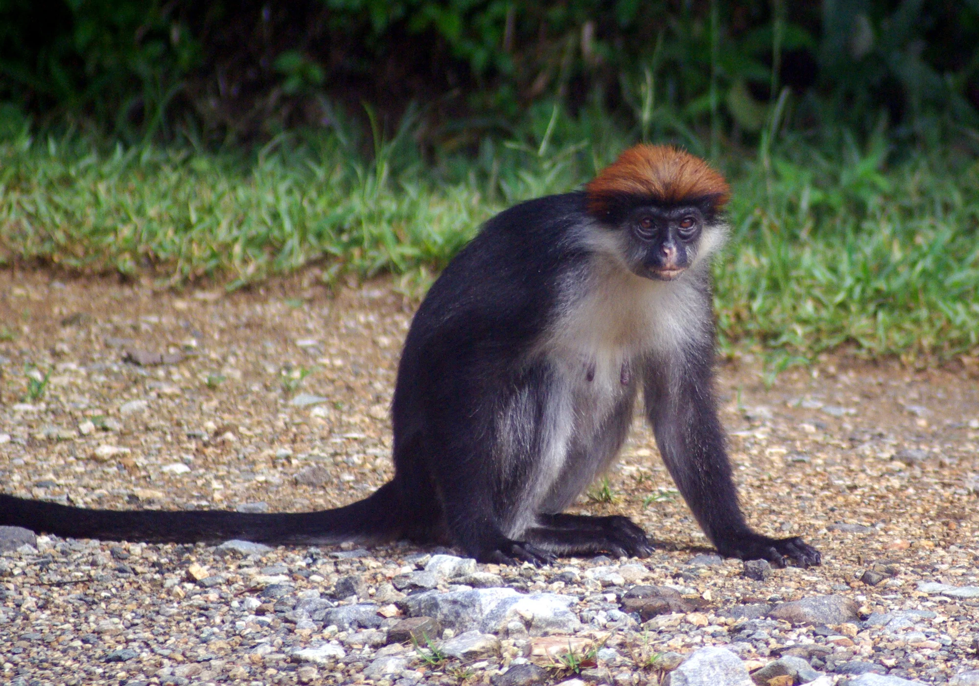 Udzungwa Mountains National Park — 5