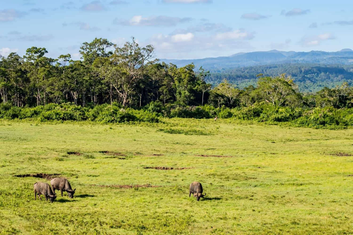 Der östliche Salient des Aberdare-Nationalparks in der Dämmerung mit einer Salzlecken-Lichtung, umgeben von montanem Regenwald