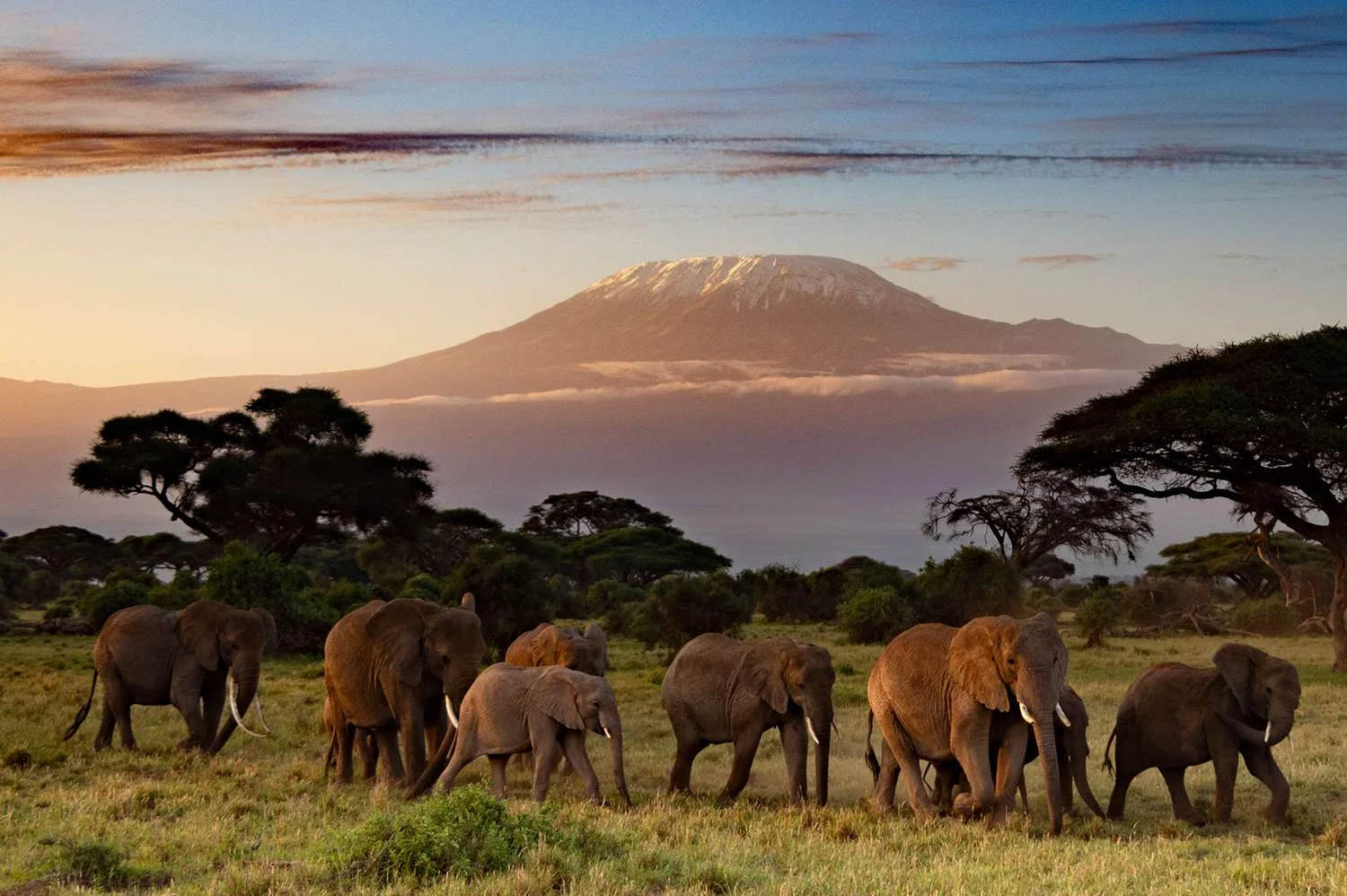 Un branco familiare di elefanti che guada la palude di Enkongo Narok nell'ora dorata con un velo di polvere che si alza