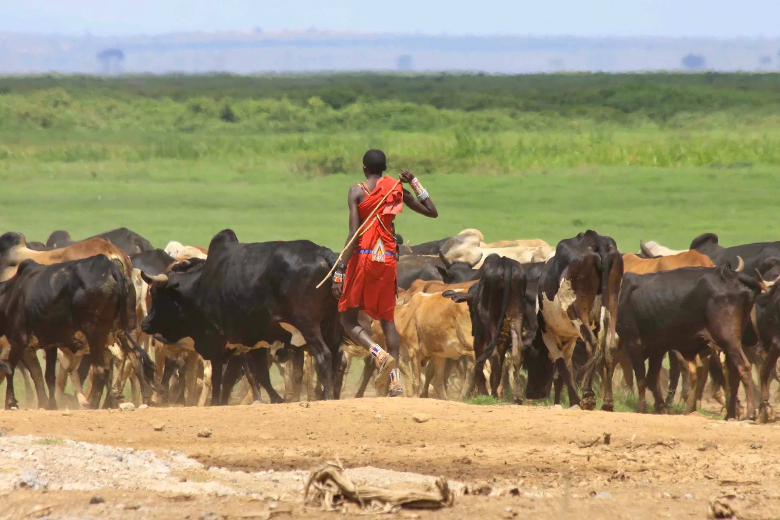 Un pastore Maasai con le sue capre stagliati sulle pianure di Amboseli con il Kilimanjaro sullo sfondo