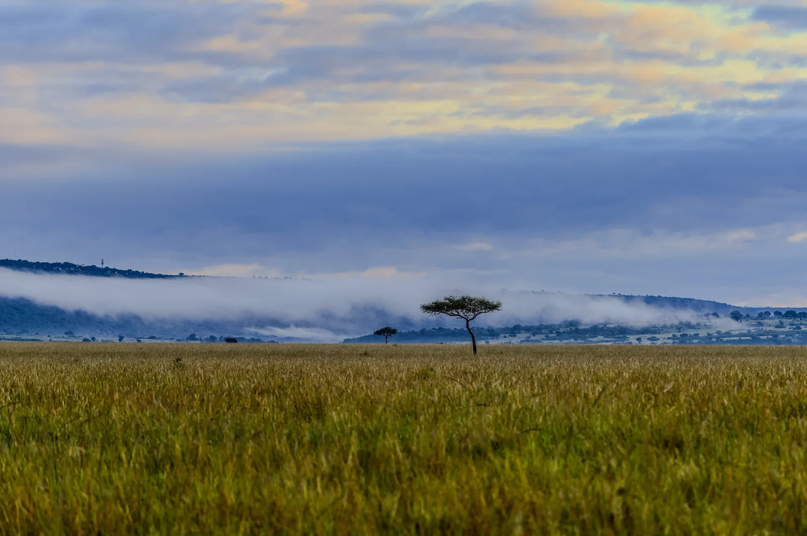 Scatto grandangolare all'alba sulla palude di Enkongo Narok con una lunga fila di elefanti che cammina verso l'acqua e la vetta del Kilimanjaro che cattura la prima luce
