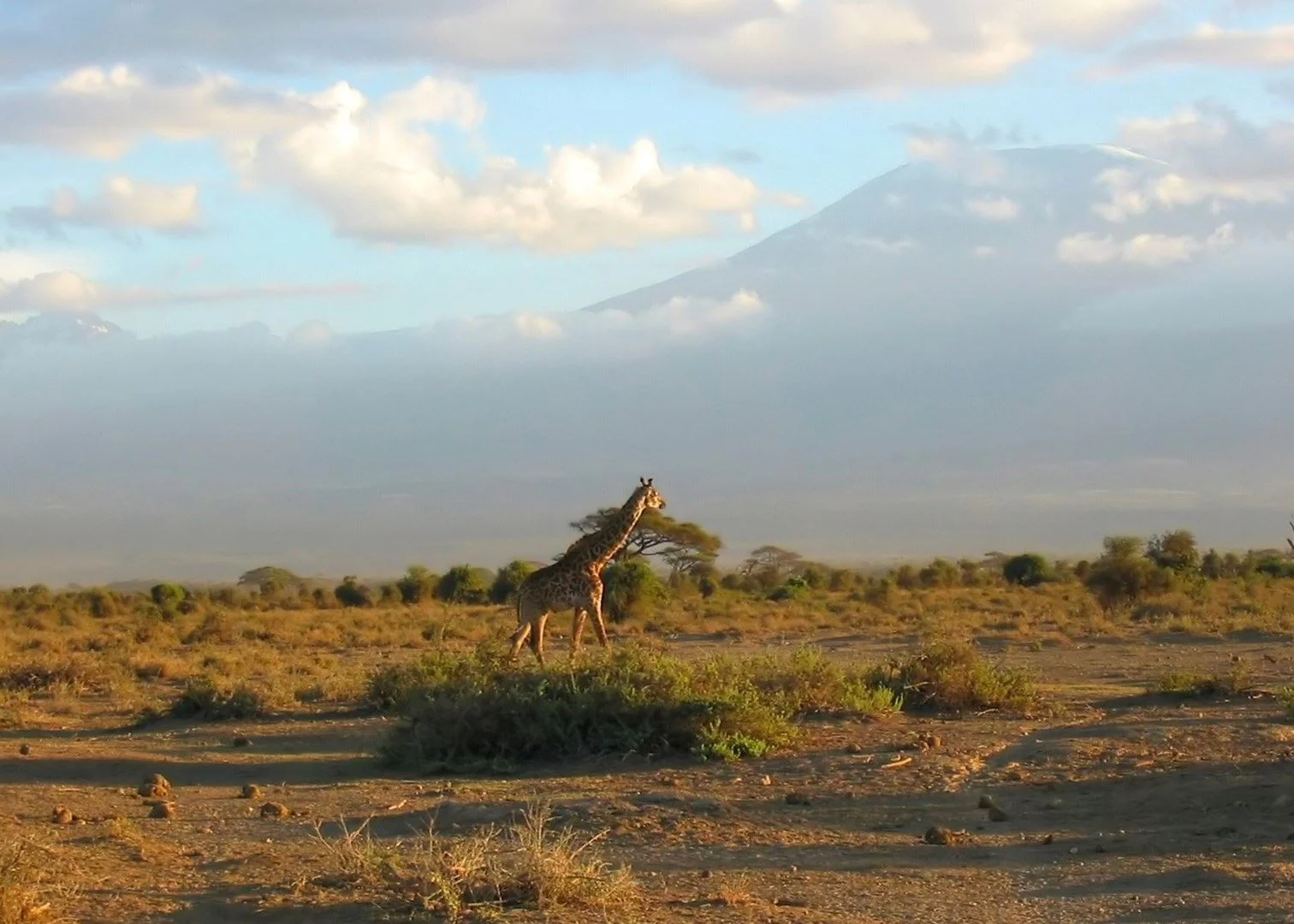 Paesaggio di Amboseli nella stagione secca di agosto con polvere che si solleva ed erba dorata, elefanti su una pianura del letto del lago priva di tratti distintivi