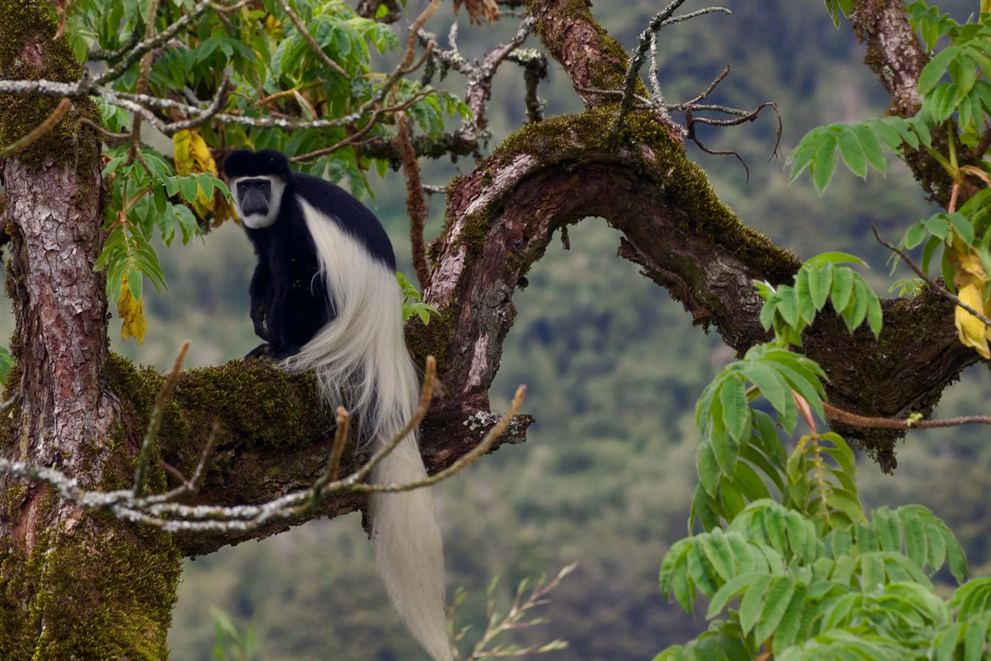 Colobo bianco e nero con la sua coda bianca e fluente appollaiato nella volta della foresta montana dell'Arusha National Park