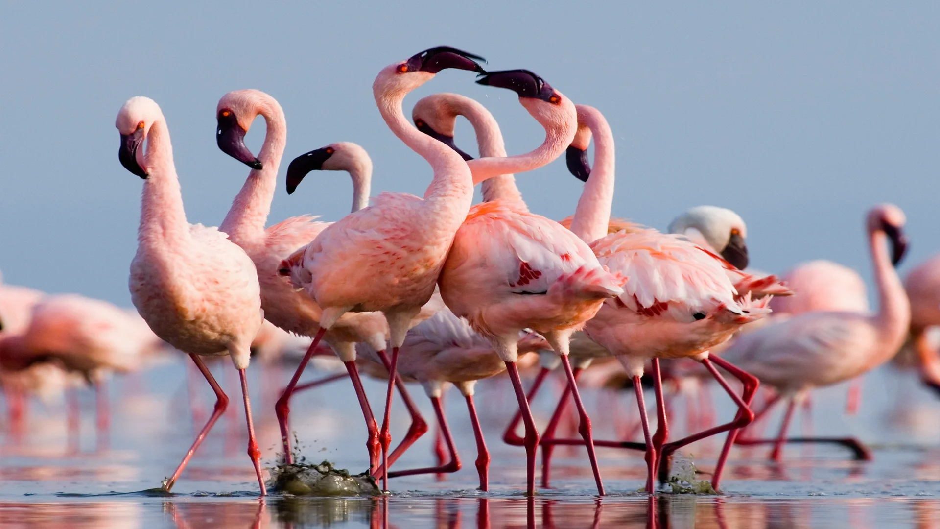 Flamants roses pataugeant dans les eaux alcalines peu profondes des lacs Momella avec le Mount Meru se dressant en arrière-plan